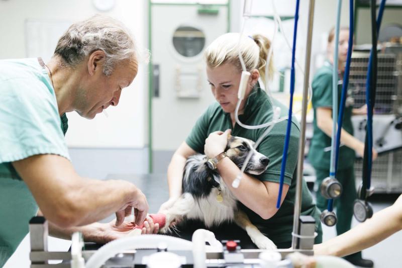 Veterinary nurses