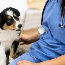 Animal care worker