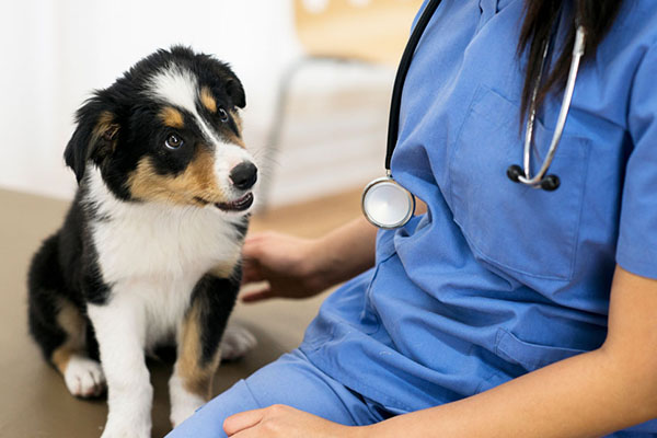 Animal care worker
