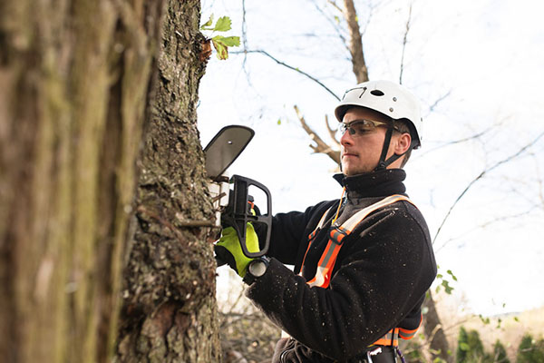 Arboricultural officer