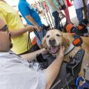 Assistance dog trainer