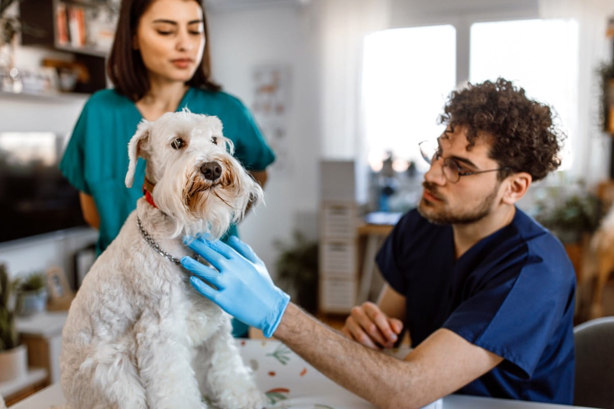 Animal technician