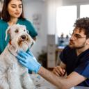Animal technician