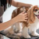 Dog groomer
