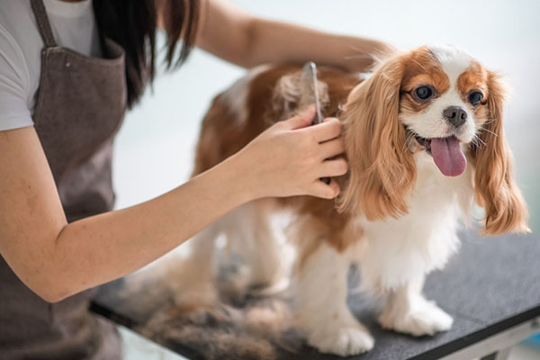 Dog groomer