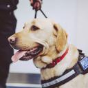 Dog handler