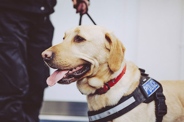 Dog handler