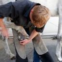 Farrier