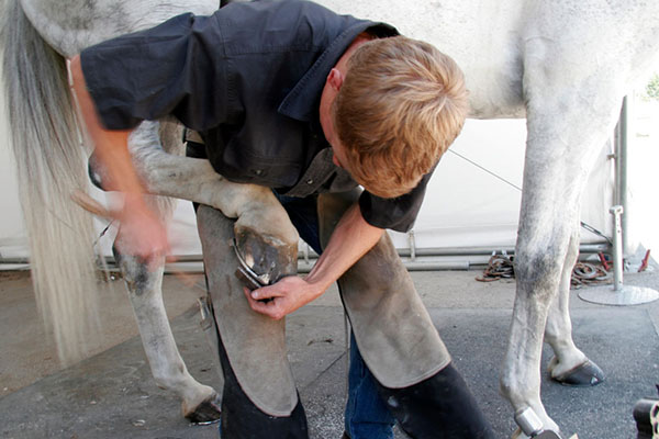 Farrier