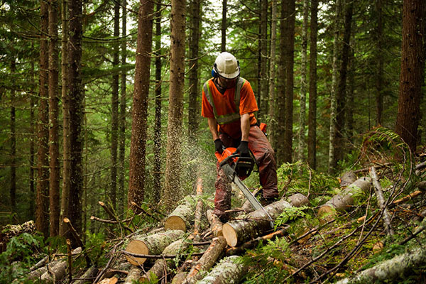 Forestry worker