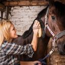 Horse groom