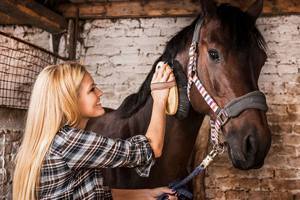 Horse groom