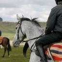 Racehorse trainer