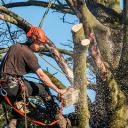 Tree surgeon
