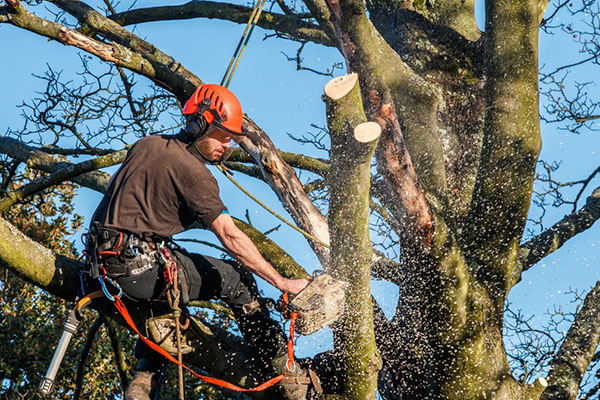 Tree surgeon