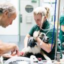 Vet