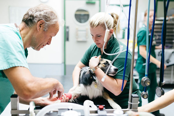 Vet