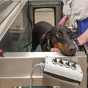 Veterinary physiotherapist