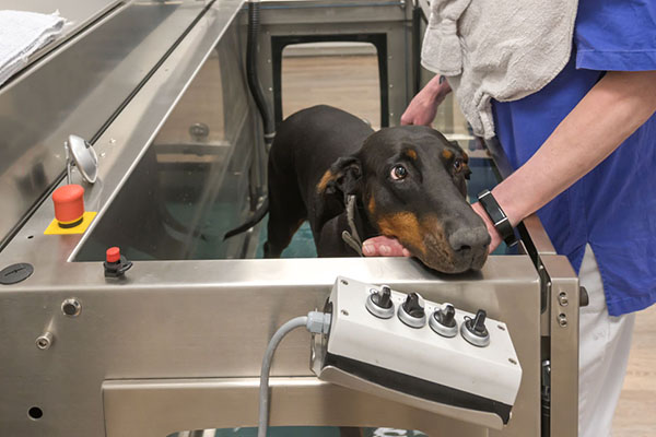 Veterinary physiotherapist